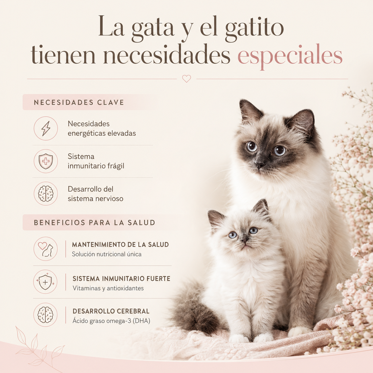Royal Canin Mother & Babycat 2kg | Cat and Kitten Food
